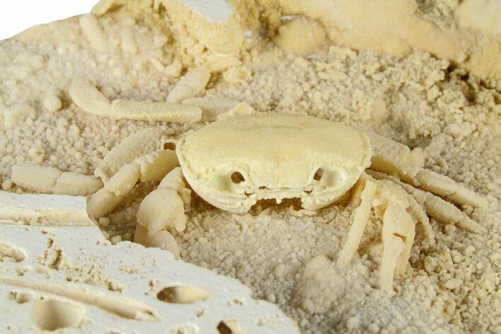 Fossil Crab (Potamon) Preserved in Travertine - Turkey #379410